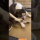 Adorable Bulldog At Shelter Realizes They're Being Adopted!