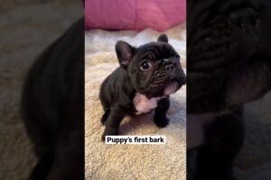 Adorable Frenchie Puppy's First Squeaky Barks