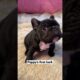 Adorable Frenchie Puppy's First Squeaky Barks