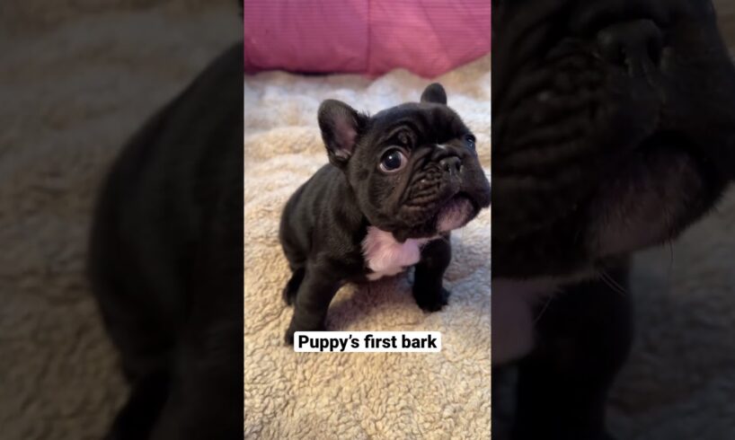 Adorable Frenchie Puppy's First Squeaky Barks