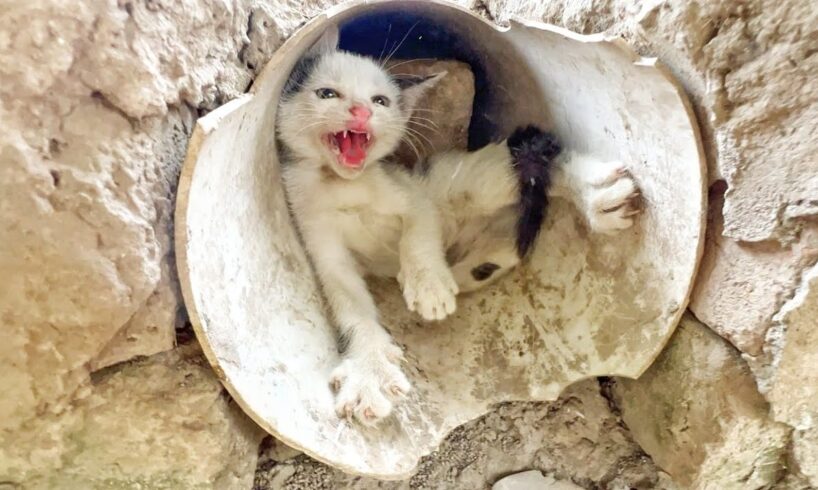 Aggressive Mother Cat Rejecting her Kitten because She wants new babies now!