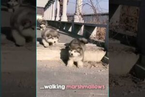 Alaskan Malamute Cute Puppies