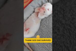 Albino Ferret 🦫 Rescued 😍 l Animal Rescue #shorts #animalrescue #animallover #pets #healing