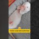 Albino Ferret 🦫 Rescued 😍 l Animal Rescue #shorts #animalrescue #animallover #pets #healing