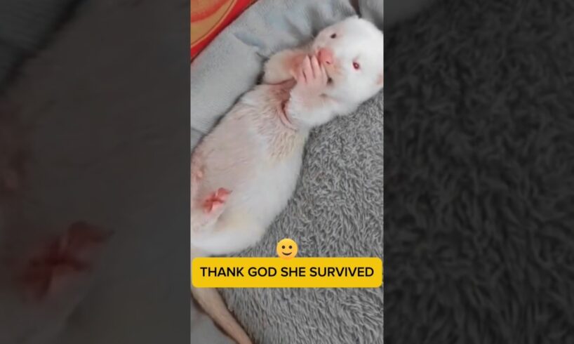 Albino Ferret 🦫 Rescued 😍 l Animal Rescue #shorts #animalrescue #animallover #pets #healing