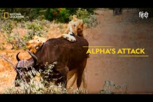 Alpha’s Attack | Animal Fight Club | हिन्दी | Full Episode | S4 - E2 | National Geographic