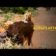 Alpha’s Attack | Animal Fight Club | हिन्दी | Full Episode | S4 - E2 | National Geographic