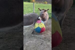 And it continues #shorts #onehappyassfarm #farmlife #fall #animals #pets #cute #cutepets