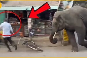 Angry Elephants ATTACK in Public Areas | Animals Fighting