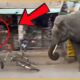 Angry Elephants ATTACK in Public Areas | Animals Fighting