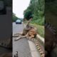 Animal attacks in the road #attack #nature #animalshorts #usashorts