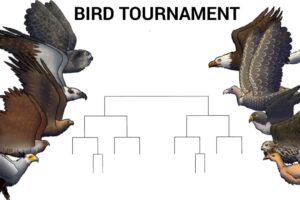 BIRD TOURNAMENT - ANIMATION