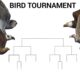 BIRD TOURNAMENT - ANIMATION