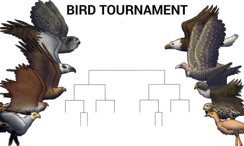 BIRD TOURNAMENT - ANIMATION