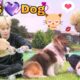 BTS PLAY WITH dogs 🐶