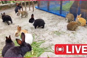 Baby Animals Playing, Feeding Activities | Bunny Rabbit Special Live 😍