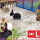 Baby Animals Playing, Feeding Activities | Bunny Rabbit Special Live 😍