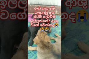 Baby Dogs❤Cute puppies මනුදමි පිරැණු අය එකතුවෙමු🙏❤ #shorts #trending #dog #love