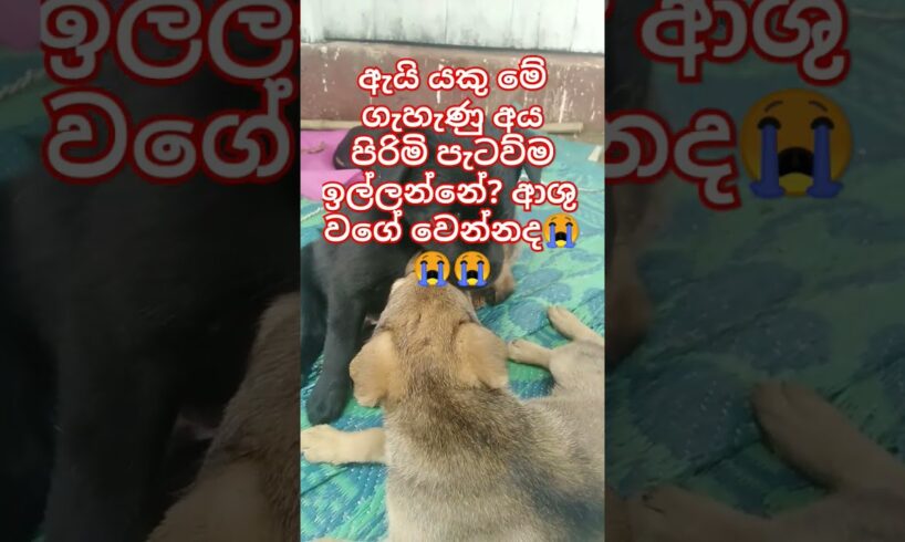 Baby Dogs❤Cute puppies මනුදමි පිරැණු අය එකතුවෙමු🙏❤ #shorts #trending #dog #love