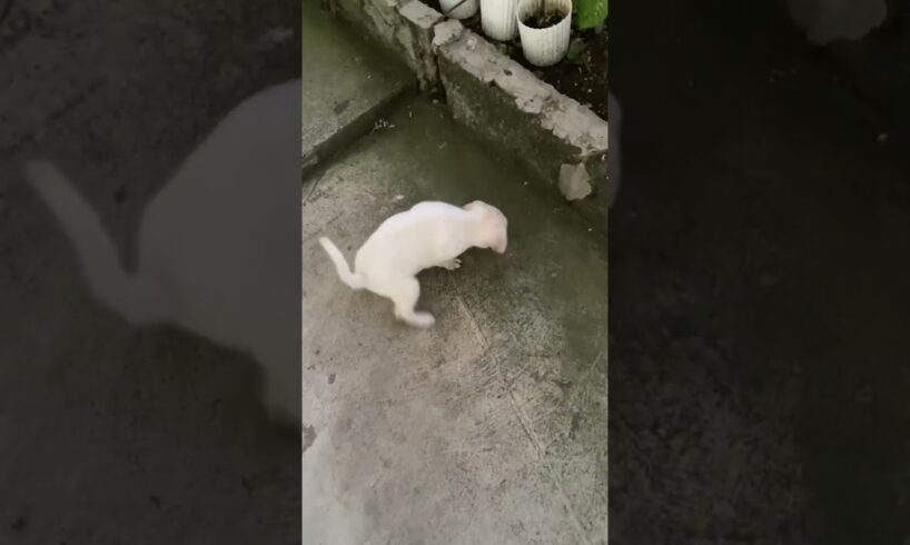 Baby Labrador had a bad poop. #labrador #labradorretriever  #dog #doglover #puppy  #maltese #dogs