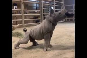 Baby Rhino Loves a Good Brushing || ViralHog