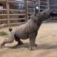 Baby Rhino Loves a Good Brushing || ViralHog