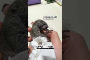 Baby Squirrel Demands Human Contact At All Times ❤️#adorable #squirrel #cute