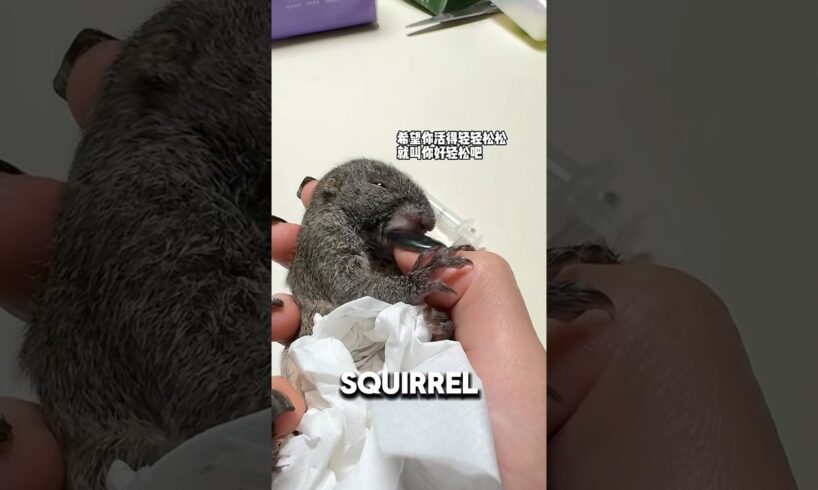 Baby Squirrel Demands Human Contact At All Times ❤️#adorable #squirrel #cute