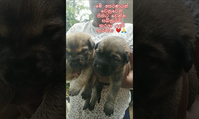 Baby dog❤Cute Puppies❤ මනුස්සකම පිරැණු අය එකතුවෙමු🙏❤ #trending #dog #love