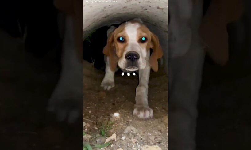 Beagle Puppy Was Left On The Side Of The Road | The Dodo