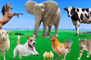 Beautiful Animal Moments - Dog, Cat, Chicken, Elephant, Cow, Sheep - Animal Sounds