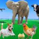 Beautiful Animal Moments - Dog, Cat, Chicken, Elephant, Cow, Sheep - Animal Sounds