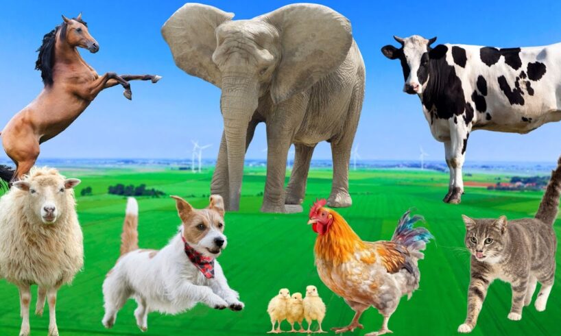 Beautiful Animal Moments - Dog, Cat, Chicken, Elephant, Cow, Sheep - Animal Sounds