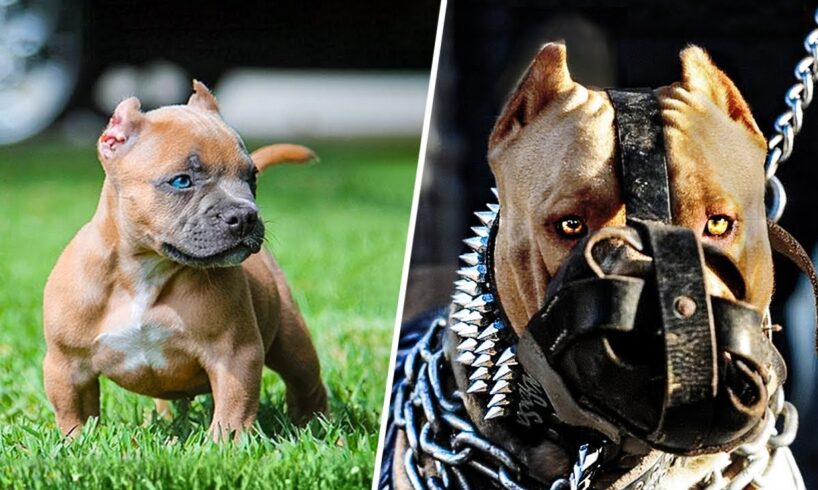 Before & After Animals Growing Up. Incredible Animal Transformations