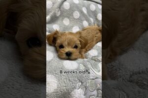 Before & After‼️How this cute puppy has changed in 6 weeks time😲 #cute #puppies #puppyvideos #short