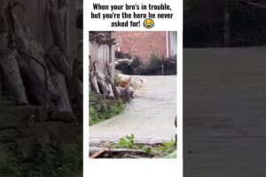 Best Friend Goals Watch This Dog Rescue! 😂🐶 #shorts #funny