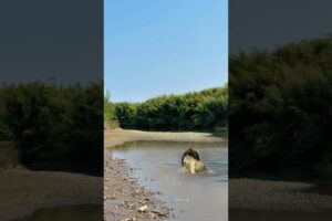 Bison vs. lion: Wild animals at close range, animal fighting power competition