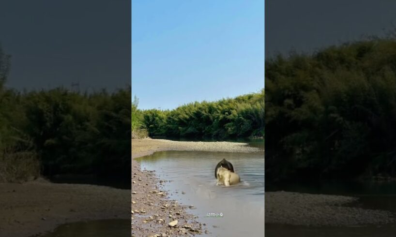 Bison vs. lion: Wild animals at close range, animal fighting power competition