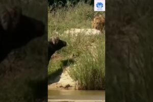 Buffalo fight back lion - 03 😂😂 | 🌟🌟 Animals action moment 0025 🌟🌟 #buffalo #animals #lion