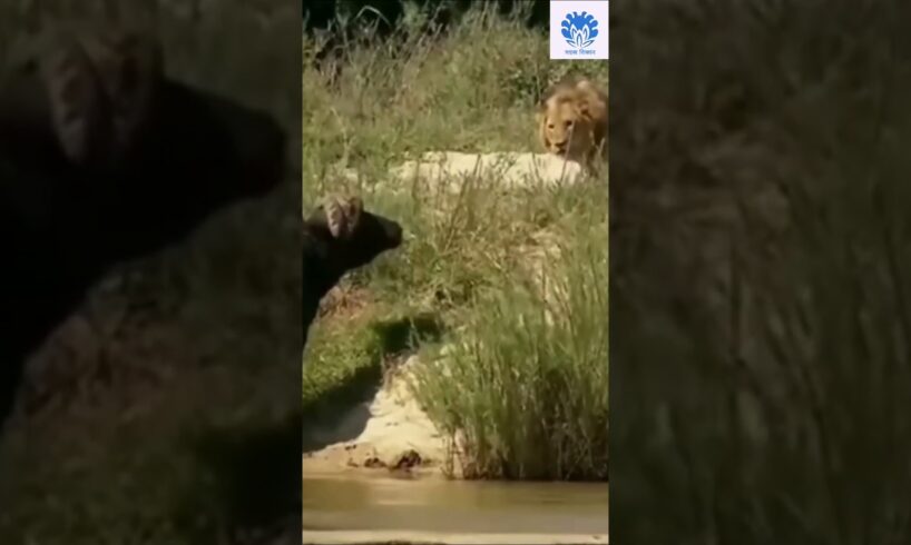 Buffalo fight back lion - 03 😂😂 | 🌟🌟 Animals action moment 0025 🌟🌟 #buffalo #animals #lion