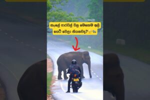 Bull elephant block the road🫣🐘 😳#shorts #elephant #attack #tiktok #trending #youtube #shortvideo