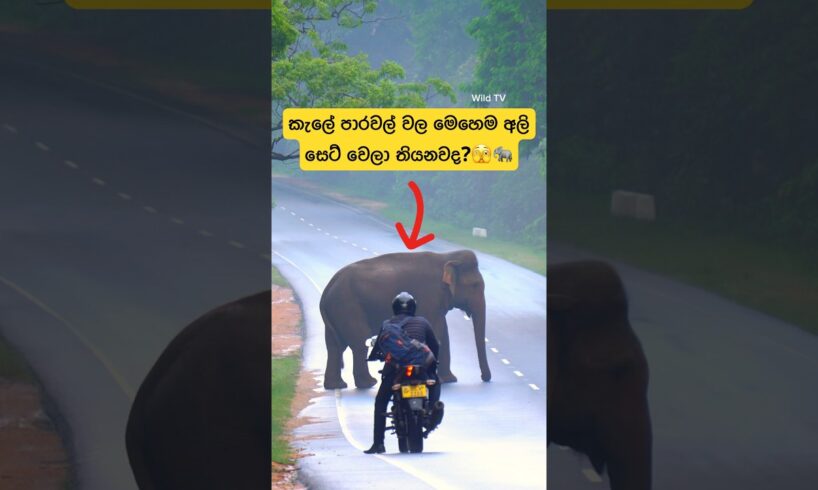 Bull elephant block the road🫣🐘 😳#shorts #elephant #attack #tiktok #trending #youtube #shortvideo