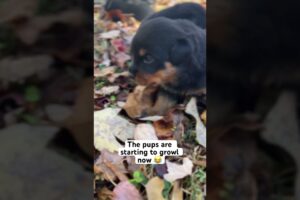 CUTE PUPPIES AND FALL LEAVES #kemetkennels #rottweilers #puppies #puppiesofyoutube