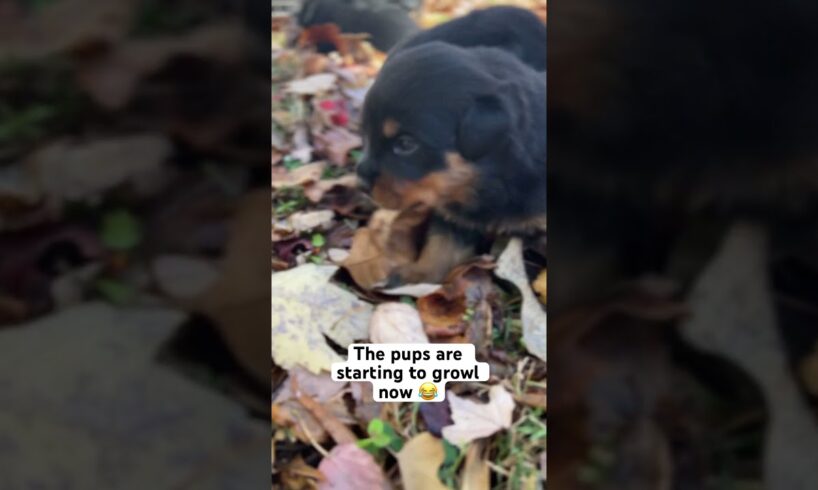 CUTE PUPPIES AND FALL LEAVES #kemetkennels #rottweilers #puppies #puppiesofyoutube