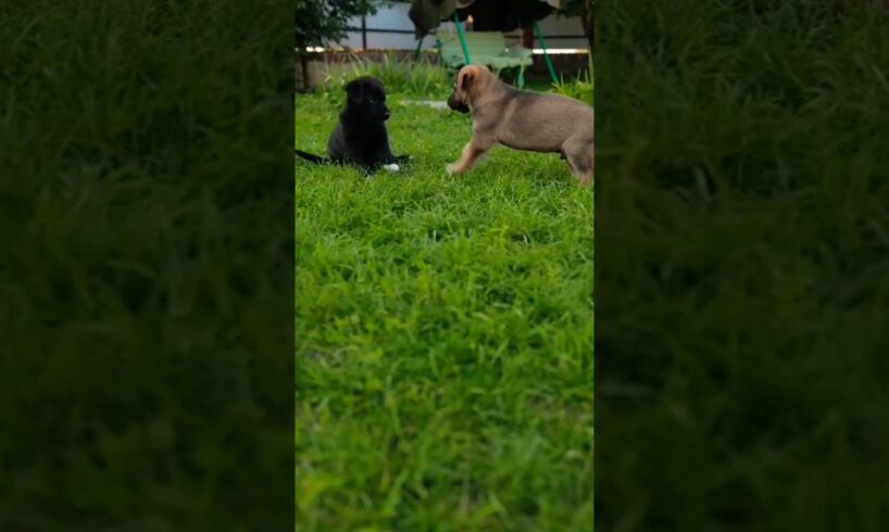 CUTE  PUPPIES PLAYING 😍🤩 #doglover #dog #pets #youtubeshorts #puppy #playingdog