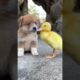 CUTE puppies videos  #dogs  #funny #funnydogs #cute #cutedog #shorts