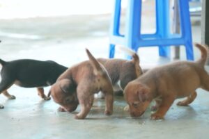 CUTEST Puppies! 🐶💕 | Những chú chó con đáng yêu