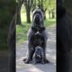 Cane Corso Is The Most Dangerous Dog! #dog #dogs #animals #animal