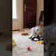 Cat - Play Time 10 #cat #love #kitten #chat #cute #play #animals #kitty #hug #viralvideo #play #time