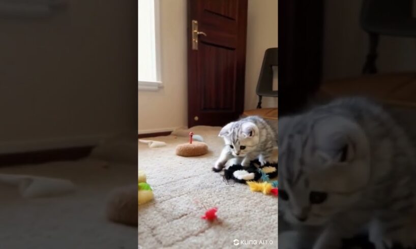 Cat - Play Time 10 #cat #love #kitten #chat #cute #play #animals #kitty #hug #viralvideo #play #time